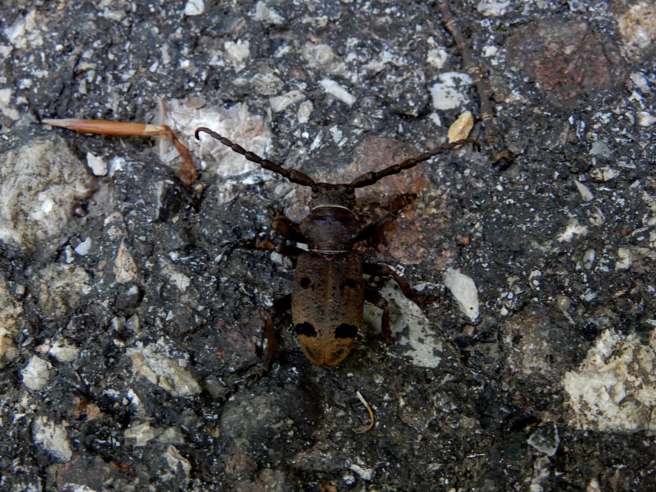Cerambycidae: Herophila tristis?  Sì